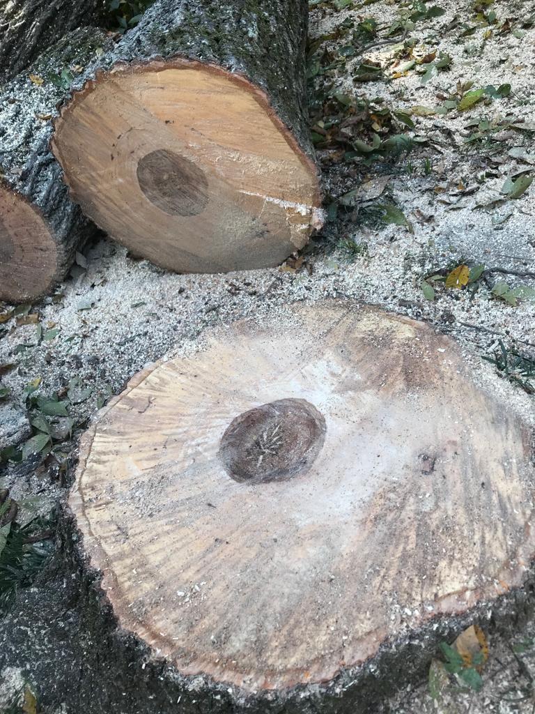 Chainsaw Tree Service Image
